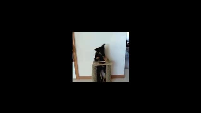 Doggie Videos - Version 4