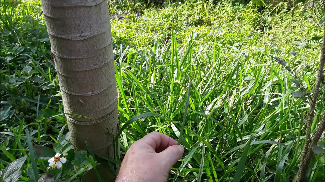 South Florida Organic Lawn