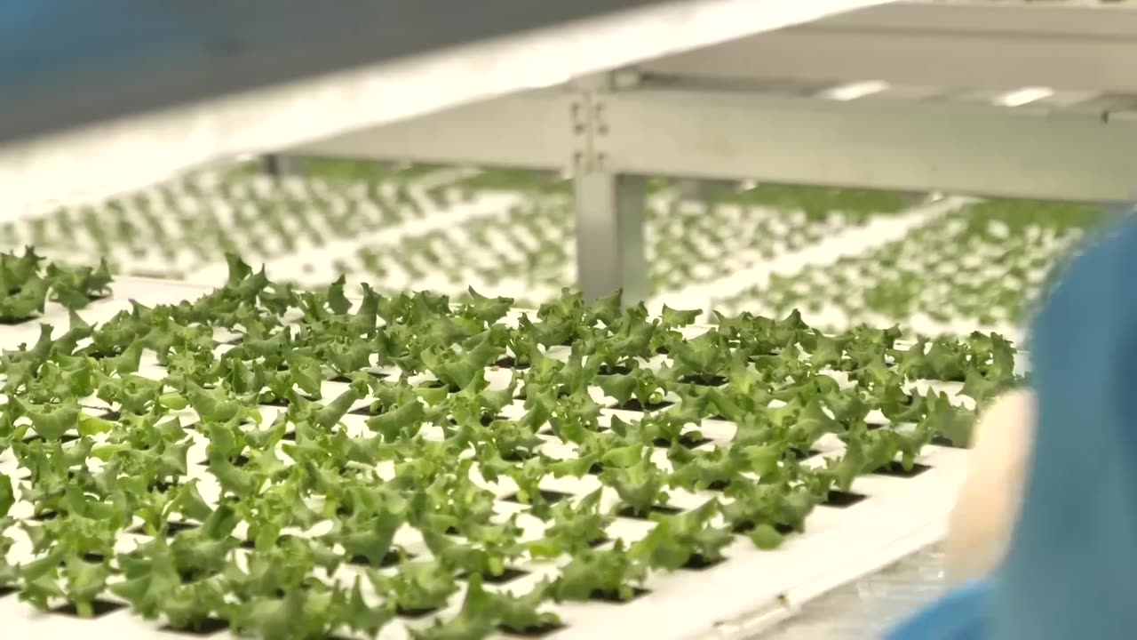 farming is science. process of growing fresh vegetables by Korean scientists.