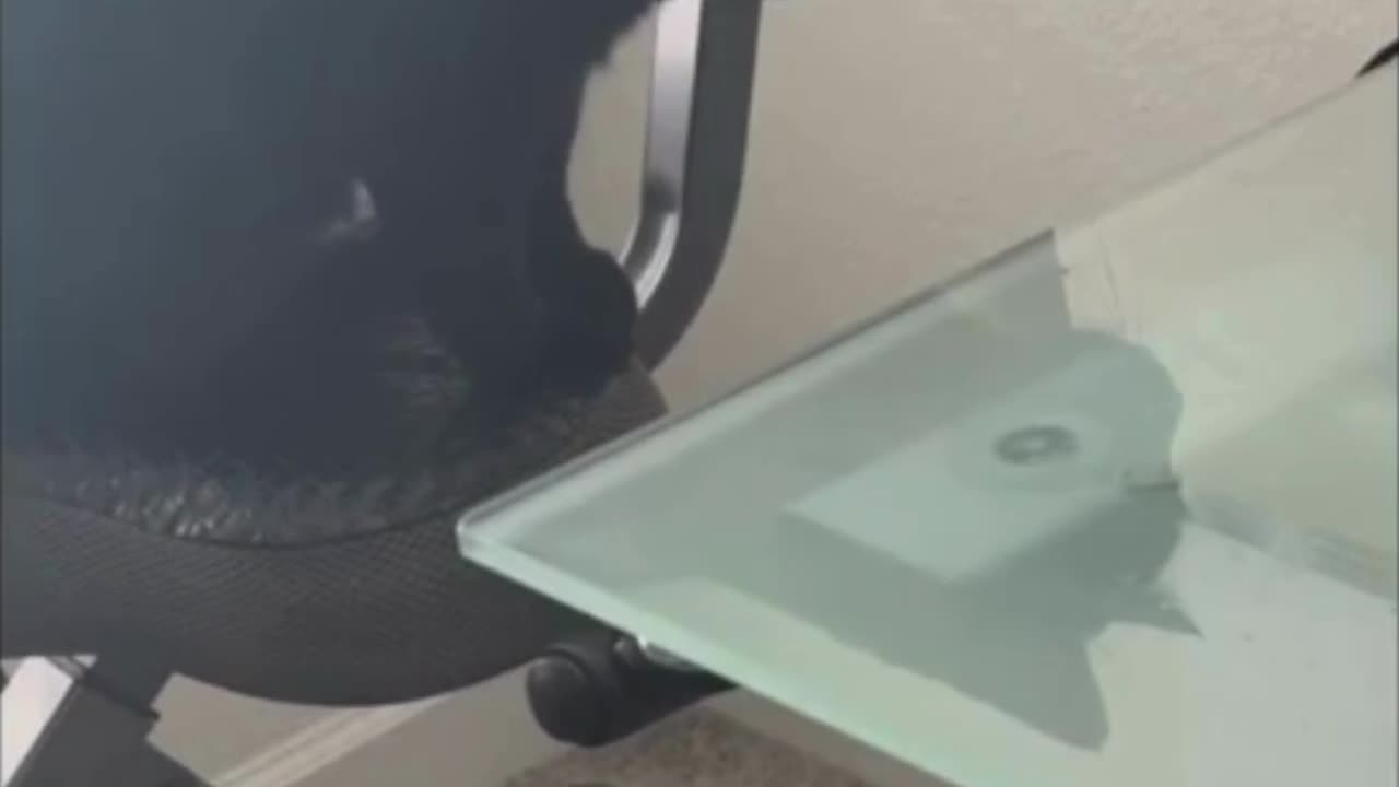 Cute Precious Piper Checks Out the Work on the Desk - Adopting a Cat from a Shelter Vlog #shorts