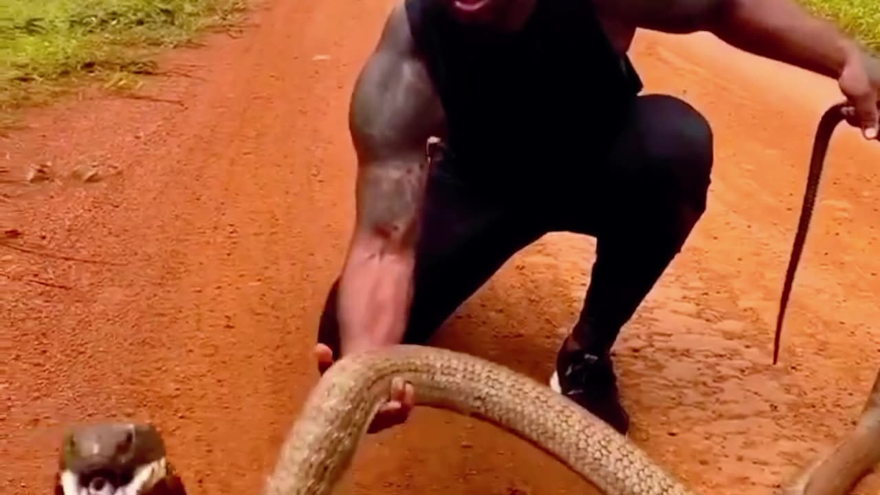 African vs king cobra 👑