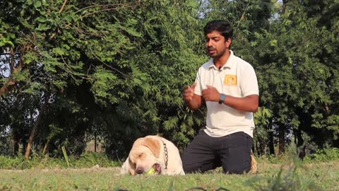 Dog Training Video