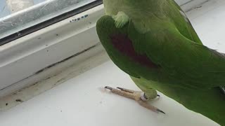 Parrot Shaking My Hand