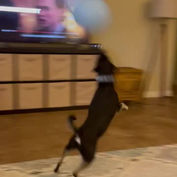 Dog gives himself boops with a balloon