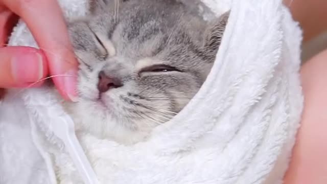 brush teeth for cute cat