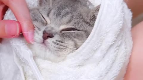 brush teeth for cute cat