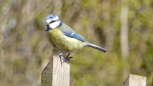 Chapim Azul Song Bird Pássaro Cantar Vida Selvagem