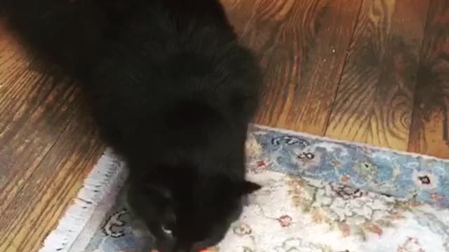 Black cat biting pumpkin and trying to pick it up