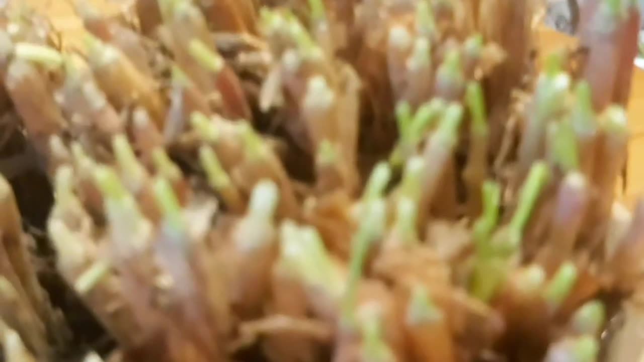 Green onions in kitchen