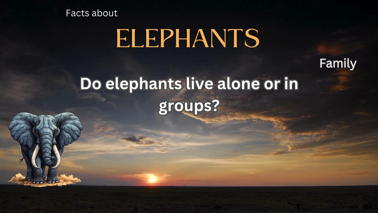 Elephant Fact 9 - Do elephants live alone or in groups?