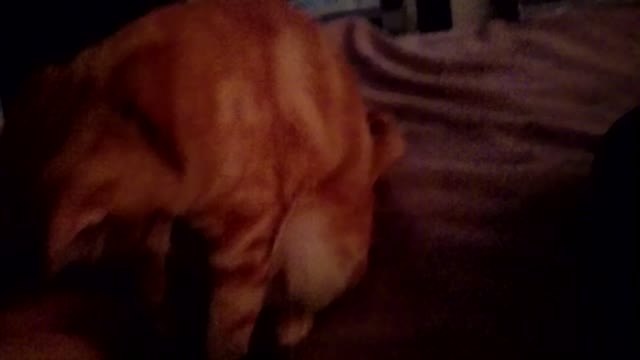 Cat Demands A Pretzel!!