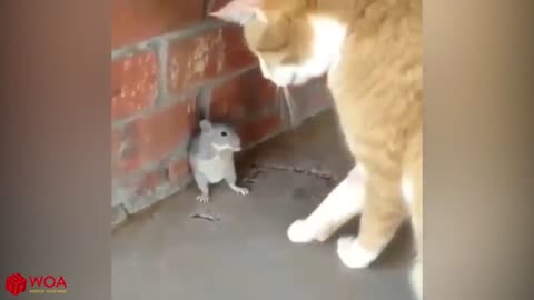 Cat and rat funny video