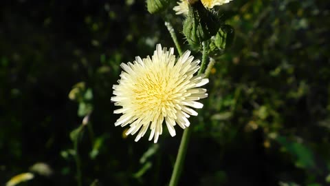 Sowthistle Bloom