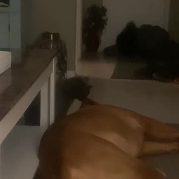 Kitten loves his big brother