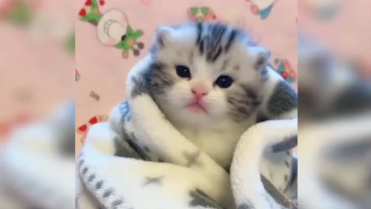 Cute cat in blanket