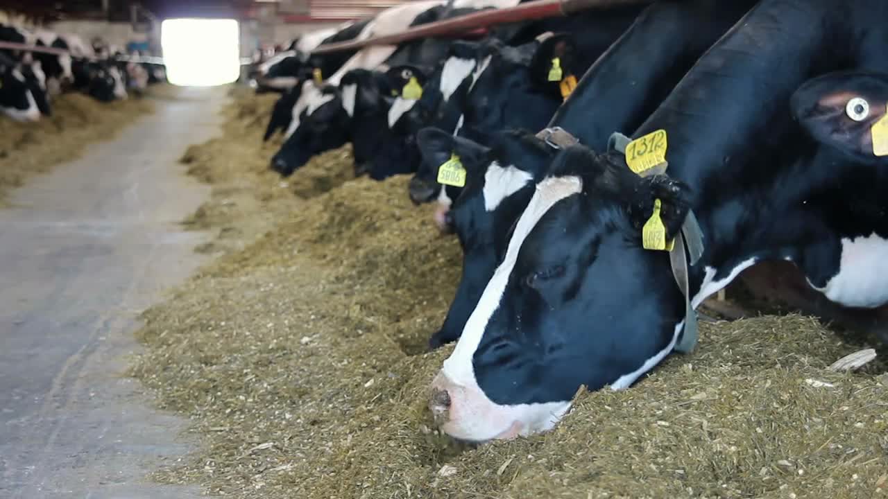 Cows eat sillage on farm