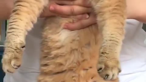 Kitten forced to operate