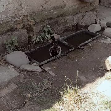 My duck Nemo 🦆💚