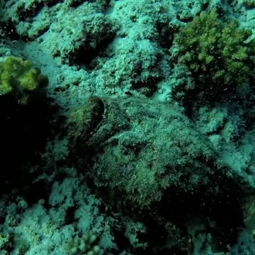 Frogfish and stonefish