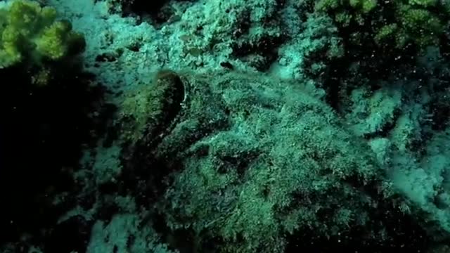 Frogfish and stonefish