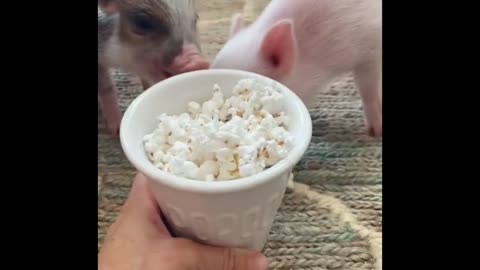 Two piglets grab food