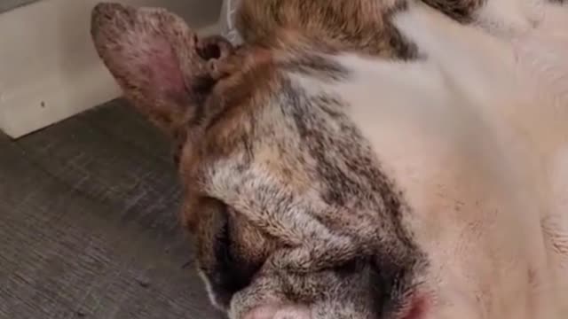 These two dogs are too fat. One of them is sleeping