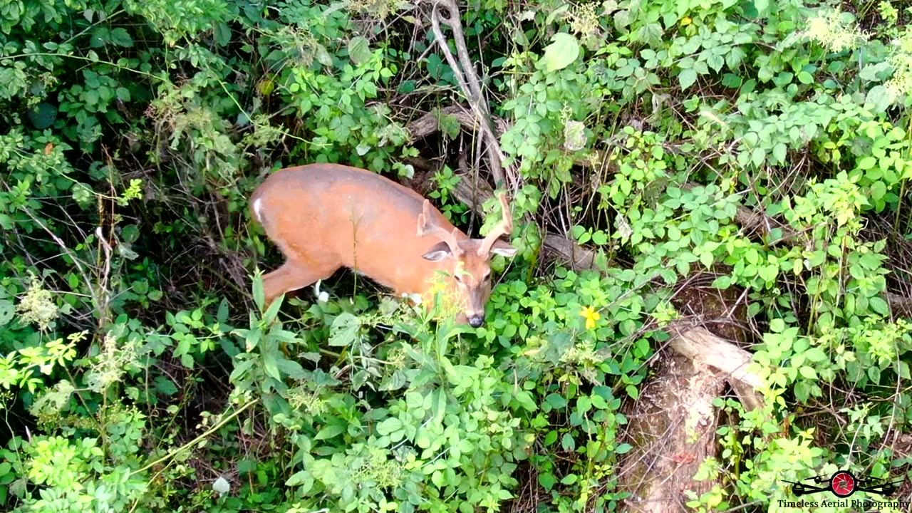 Drone Finds Monster Buck Hiding In Tall Grass