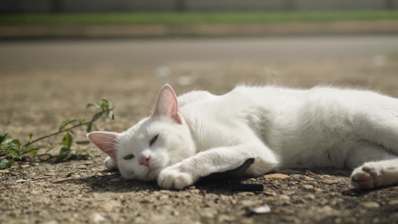 White Cat Relaxing on Read 🐈 🛣️