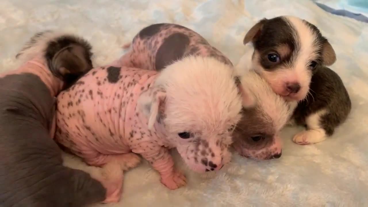 My Chinese Crested Puppies so ADORABLE! Eyes are open :)