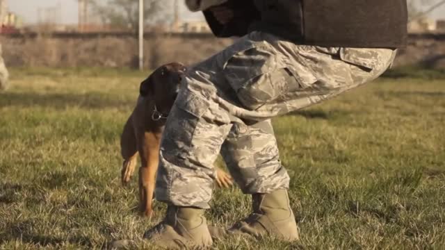 Militry dog training