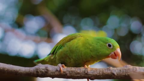 Cute parrot nice video