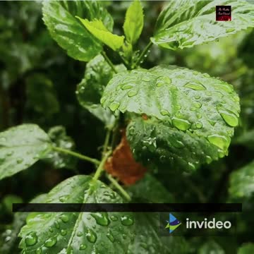 Woman's weight loss, supplement, nutrition supplements for weight loss diet pills