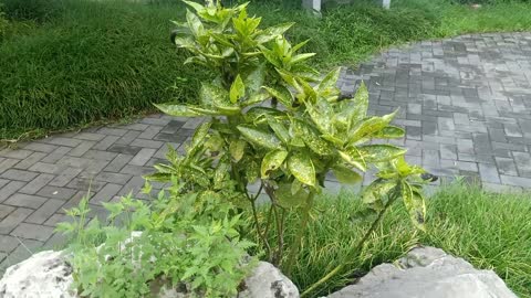 This stone is covered with plants