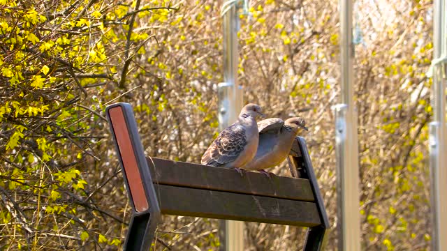 pigeon park chair bench wing feather