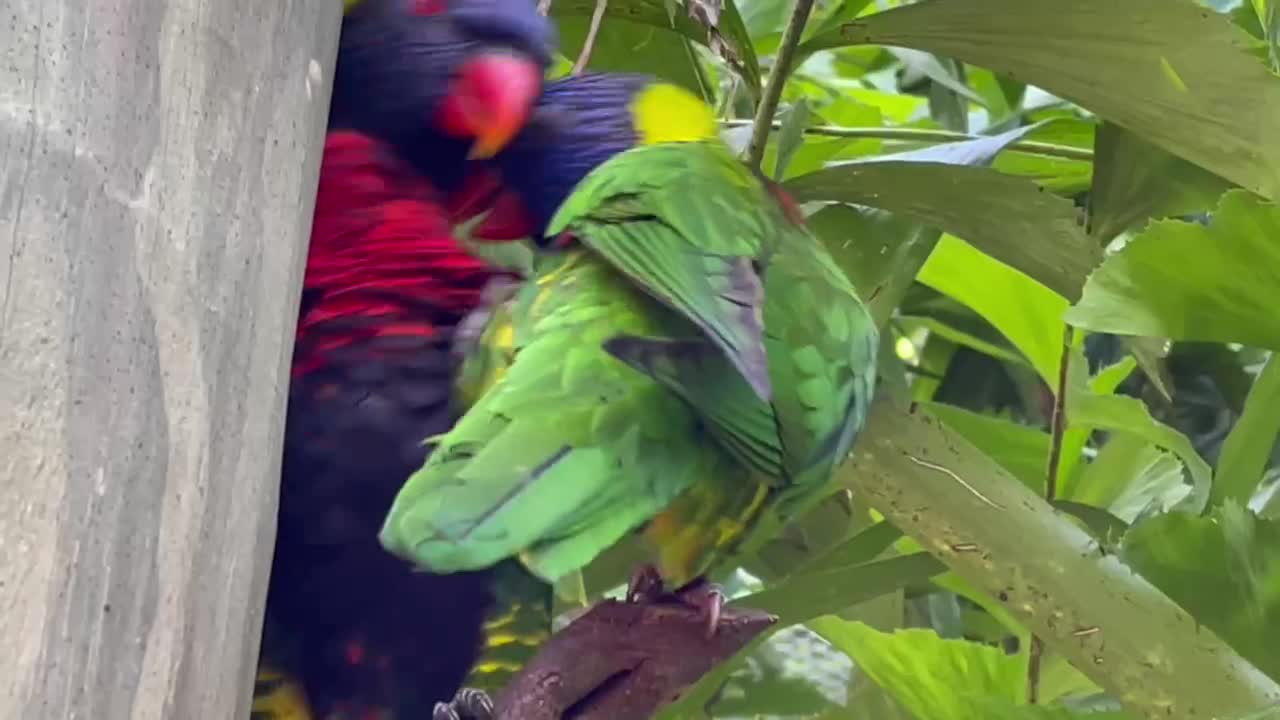 Happy Lorikeet pair