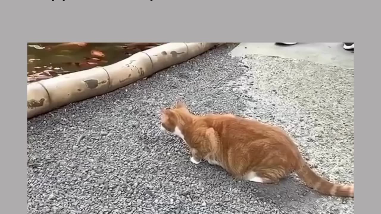 Funny video cat