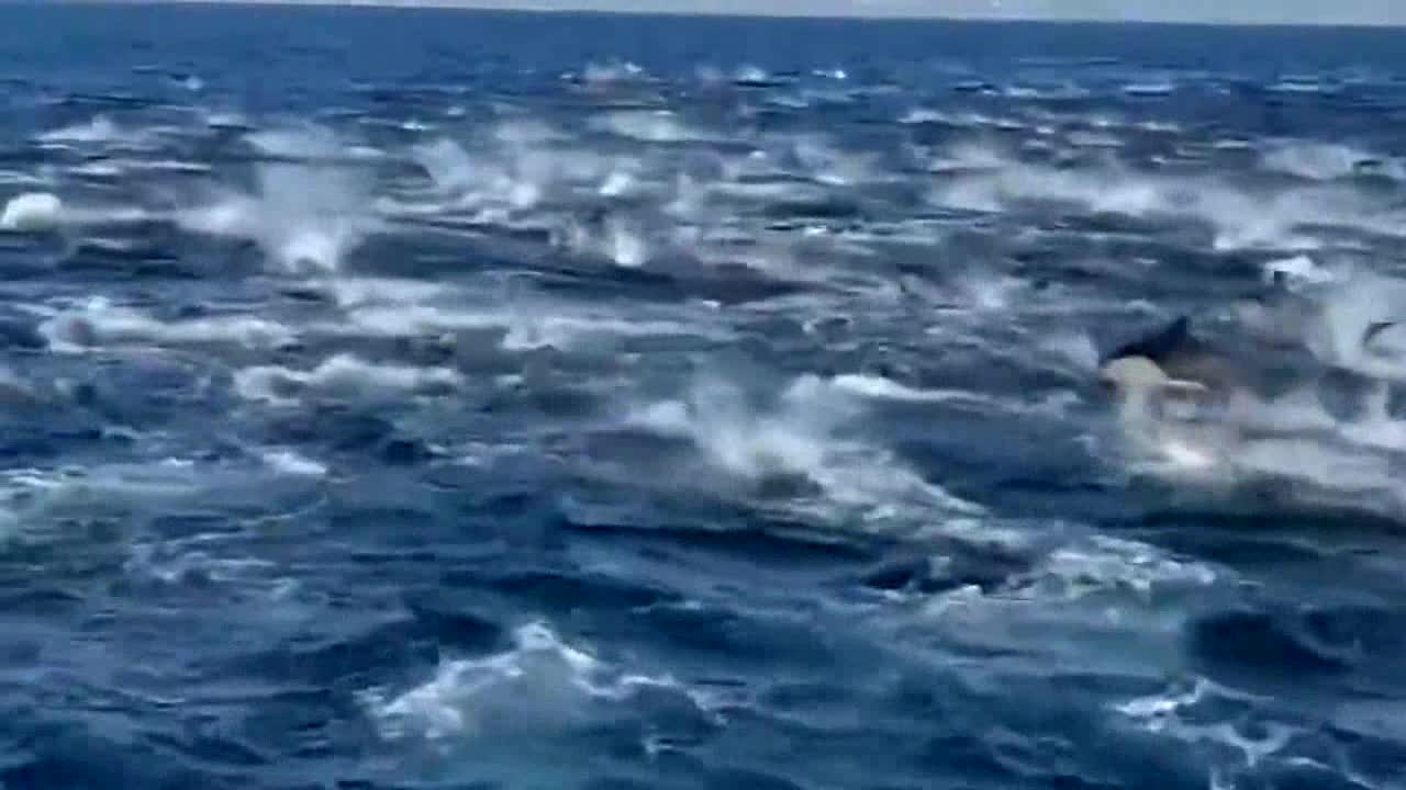 Stunning dolphin ‘superpod’ seen racing along California coast