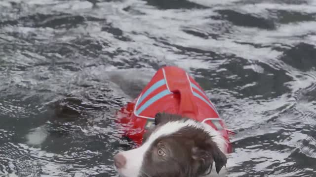 Dog swim training