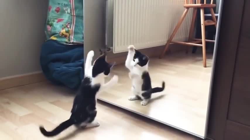 crazy cat😸😸