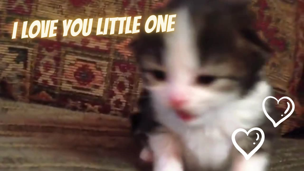 Adorable Cats and Kittens Stealing Hearts