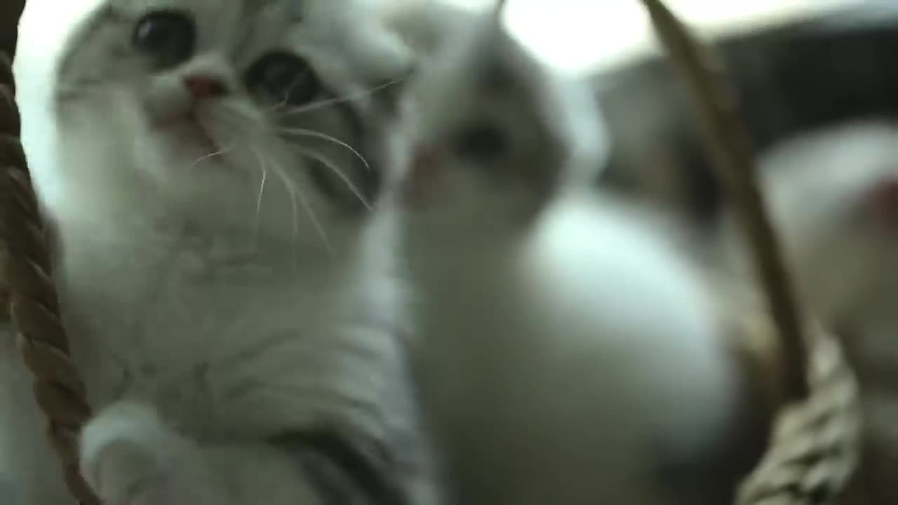 New Funny Animals 😂😁 Funniest Cats and Dogs Videos 😺🐶#cutecatdog