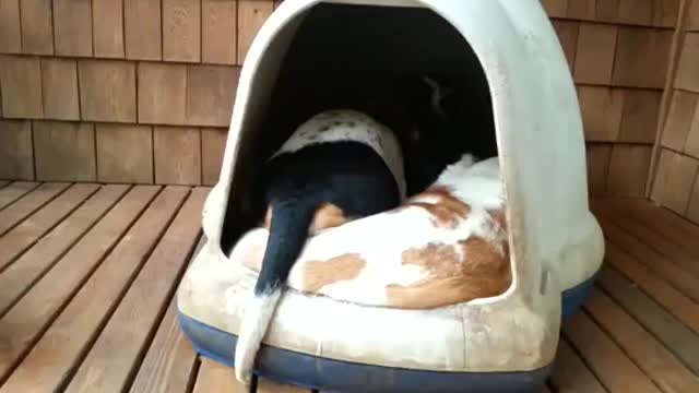 Woman Spots Her Dogs Sleeping and Films Hilarious Surprise