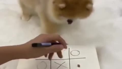 Cute pet dog playing