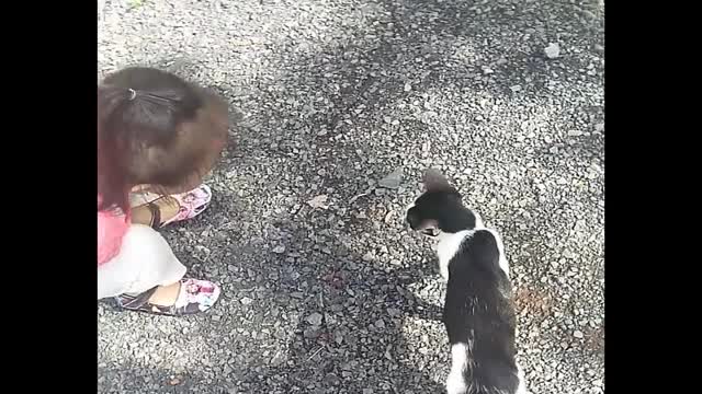 The cat follows the baby and acts funny