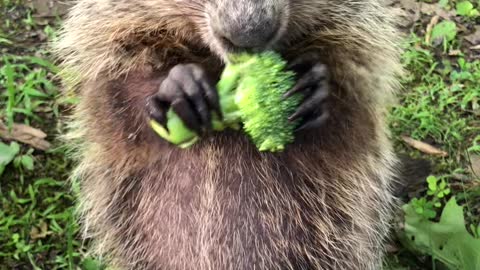 Stewie the Groundhog Munching on Veggies