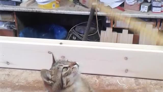 little kitten play withman