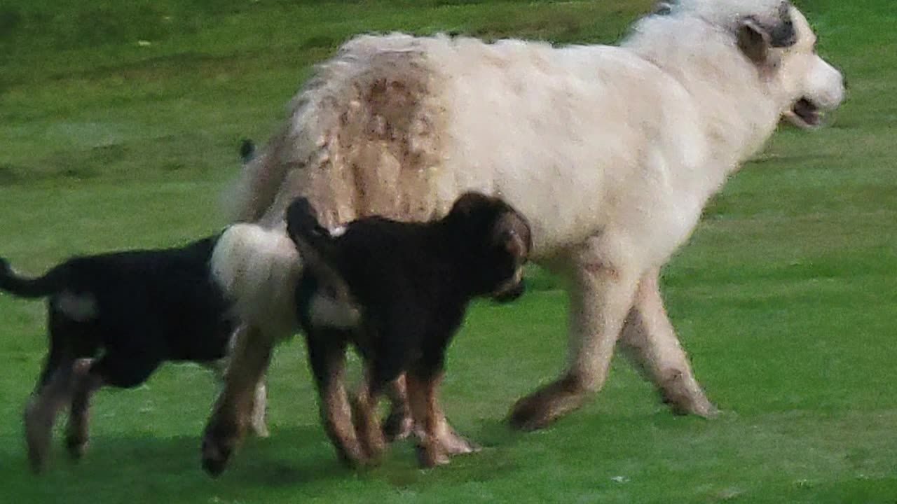 STRAY GREAT PYRENEES MOTHER DOG WITH TWO MIXED BREED PUPPIES