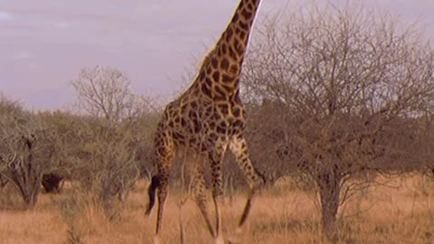 wild giraffe