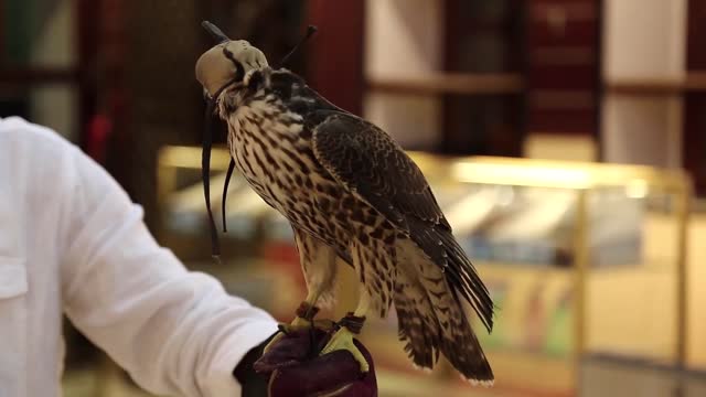 falcon with helmet sits on the hand bird market in doha qata