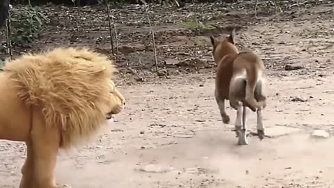 Fake Lion and Fake Tiger Prank To dog ,Huge Box Prank to dog and Injoy Everyone.